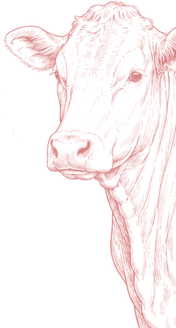 Adult cattle representing halal beef supply