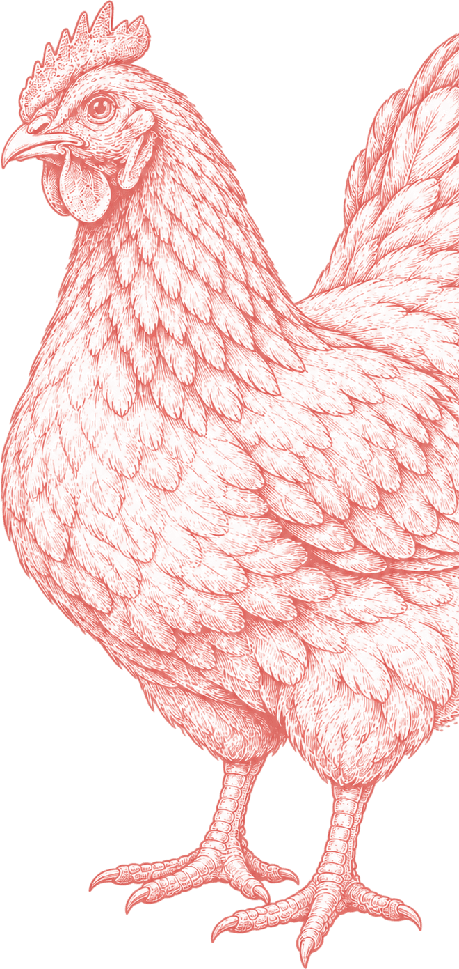 Chicken illustration representing halal chicken supply